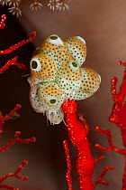 Green urn sea squirts / tunicates (Atriolum robustum) on a fan coral. Misool, Raja Ampat, West Papua, Indonesia.