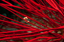 Pygmy seahorse (Hippocampus denise) on a red sea whip - not its usual fan coral habitat, in which it is much better camouflaged. Misool, Raja Ampat, West Papua, Indonesia,