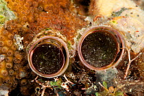 Vermitid worm shell (Dendropoma maxima). Misool, Raja Ampat, West Papua, Indonesia,