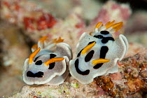 Two Nudibranchs (Chromodoris dianae) Misool, Raja Ampat, West Papua, Indonesia.