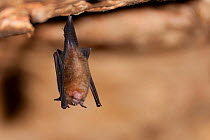 Micro bat (Microchiroptera) roosting in cave. Raja Ampat, West Papua, Indonesia, February