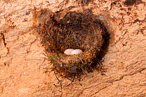 Swiftlet (Aerodramus sp) nest with two eggs, attached to wall inside a cave, Raja Ampat, West Papua, Indonesia, February.