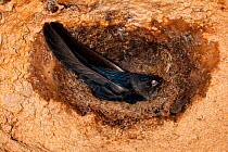 Swiftlet (Aerodramus sp) on nest attched to inside of cave. Raja Ampat, West Papua, Indonesia, February.