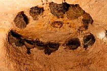 Ring of Swiftlet (Aerodramus sp) nests on roof of cave. Raja Ampat, West Papua, Indonesia, February 2010.