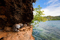 Very old human skulls on a ledge in the karst limestone walls of a Raja Ampat island. Raja Ampat, West Papua, Indonesia, February 2010.