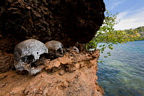 Very old human skulls on a ledge in the karst limestone walls of a Raja Ampat island. Raja Ampat, West Papua, Indonesia, February 2010