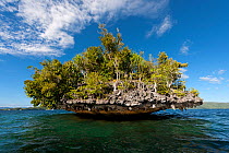 Small, tree-covered island. This is a karst limestone formation with layers eaten away by water. Raja Ampat, West Papua, Indonesia, February 2010.