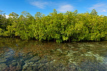 Shallow reefs by the mangroves of Raja Ampat. Raja Ampat, West Papua, Indonesia, February 2010.