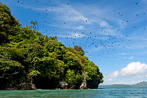 Fruit bats (Megachiroptera) flying out from the island where they roost during the day. Raja Ampat, West Papua, Indonesia, February 2010