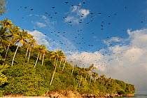 Fruit bats (Megachiroptera) flying out from the island where they roost during the day. Raja Ampat, West Papua, Indonesia, February 2010