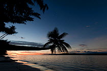 Leaning Coconut palm (Cocos nucifera) at sunset. Raja Ampat, West Papua, Indonesia, February 2010.