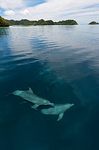 Indo-Pacific bottlenose dolphins (Tursiops aduncus) just below surface in flat calm waters. Raja Ampat, West Papua, Indonesia, February 2010.
