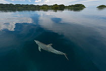 Indo-Pacific bottlenose dolphin (Tursiops aduncus) just below surface in flat calm water. Raja Ampat, West Papua, Indonesia, February 2010
