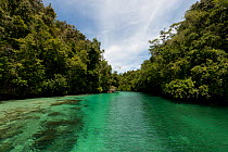Clear water in a mangrove lagoon. Raja Ampat, West Papua, Indonesia, February 2010.