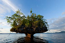 Small, tree-covered islet. This is a karst limestone formation with layers eaten away by water. Raja Ampat, West Papua, Indonesia, February 2010