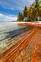 Newly harvested Mangrove timber getting cleaned in the sea. The red bark has been taken off causing an orange red tint in the shallow water. Raja Ampat, West Papua, Indonesia, February 2010.