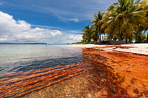 Newly harvested Mangrove timber getting cleaned in the sea. The red bark has been taken off causing an orange red tint in the shallow water. Raja Ampat, West Papua, Indonesia, February 2010