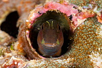 Blenny (Blenniidae) in its hole on coral reef, North Raja Ampat, West Papua, Indonesia.