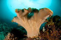 Leather coral (Alcyonacea) on coral reef, North Raja Ampat, West Papua, Indonesia.
