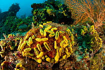 A carpet of yellow sea cucumbers (Colochirus robustus) in the reef. North Raja Ampat, West Papua, Indonesia.