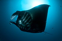 Giant manta rays (Manta birostris) at a cleaning station. North Raja Ampat, West Papua, Indonesia.