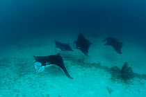 A parade of giant manta rays (Manta birostris) at a cleaning station. North Raja Ampat, West Papua, Indonesia.