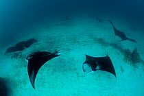 A parade of giant manta rays (Manta birostris) at a cleaning station. North Raja Ampat, West Papua, Indonesia,