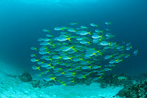 Schooling Yellowtail fusiliers (Caesio cuning) at manta cleaning station. North Raja Ampat, West Papua, Indonesia.