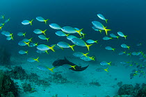 Schooling Yellowtail fusiliers (Caesio cuning) at a manta cleaning station. North Raja Ampat, West Papua, Indonesia.