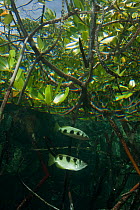 Banded Archerfish (Toxotes jaculatrix) in the mangroves with its reflection. North Raja Ampat, West Papua, Indonesia, February.