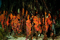 Tube corals (Tubastrea sp) encrusted on mangrove roots in the shallows. North Raja Ampat, West Papua, Indonesia, February.