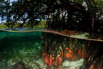 Split-level shot of Tube corals (Tubastrea sp) encrusted on mangrove roots in the shallows. North Raja Ampat, West Papua, Indonesia, February 2010.