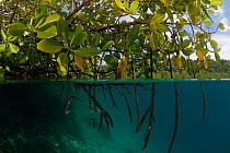 RF- Mangroves with branches extended down into water, split level. North Raja Ampat, West Papua, Indonesia, February . (This image may be licensed either as rights managed or royalty free.)