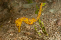 Yellow seahorse (Hippocampus sp) North Raja Ampat, West Papua, Indonesia.