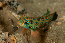 Mandarinfish / Picturesque dragonet (Synchiropus picturatus) resting on its fins. North Raja Ampat, West Papua, Indonesia.