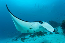Giant manta ray (Manta birostris) at a cleaning station with snorkelers. North Raja Ampat, West Papua, Indonesia.