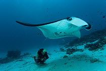 Giant manta ray (Manta birostris) at a cleaning station with diver swimming behind it. North Raja Ampat, West Papua, Indonesia.