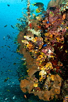 Manta cleaning station with bommie teeming with fish and tunicates. North Raja Ampat, West Papua, Indonesia, February.