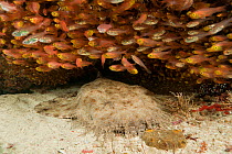 Tassled wobbegong (Eucrossorhinus dasypogon) hiding under a school of glassy sweepers (Pempheris schomburgkii). North Raja Ampat, West Papua, Indonesia.