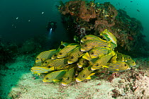 Schooling Yellow ribbon sweetlips (Plectorhinchus polytaenia) with diver watching in the background. North Raja Ampat, West Papua, Indonesia.