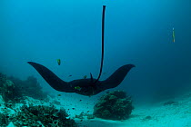 Giant manta ray (Manta birostris) at a cleaning station, seen from behind. North Raja Ampat, West Papua, Indonesia