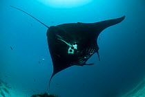 Giant manta ray (Manta birostris) at a cleaning station, seen from below. North Raja Ampat, West Papua, Indonesia.