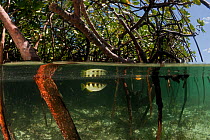 Split-level shot of a Banded archerfish (Toxotes jaculatrix) in the mangroves. North Raja Ampat, West Papua, Indonesia, February 2010.