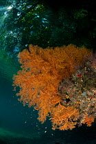 A massive Fan coral (Gorgonacea) in the shallows with the foliage of the trees visible through the water above. North Raja Ampat, West Papua, Indonesia, February.