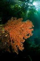 A massive Fan coral (Gorgonacea) in the shallows with the foliage of the trees visible through the water above. North Raja Ampat, West Papua, Indonesia, February.
