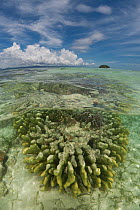 Split-level shot of a coral reef in the shallows with island behind. North Raja Ampat, West Papua, Indonesia, February 2010.