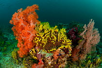 A carpet of Yellow sea cucumbers (Colochirus robustus) in the reef. North Raja Ampat, West Papua, Indonesia, February.