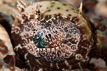Beaufort's crocodilefish (Cymbacephalus beauforti), detail of eye. North Raja Ampat, West Papua, Indonesia.