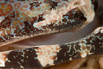 Beaufort's crocodilefish (Cymbacephalus beauforti), detail of mouth. North Raja Ampat, West Papua, Indonesia.