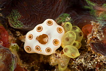 Tunicates / sea squirts / ascidians (Tunicata) of two species. North Raja Ampat, West Papua, Indonesia.